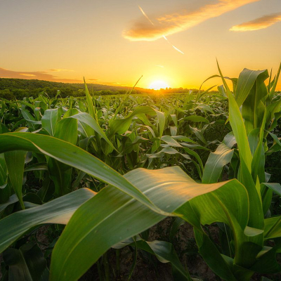 Food Security